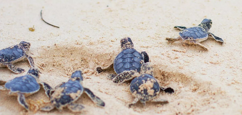 Tortugas marinas evento